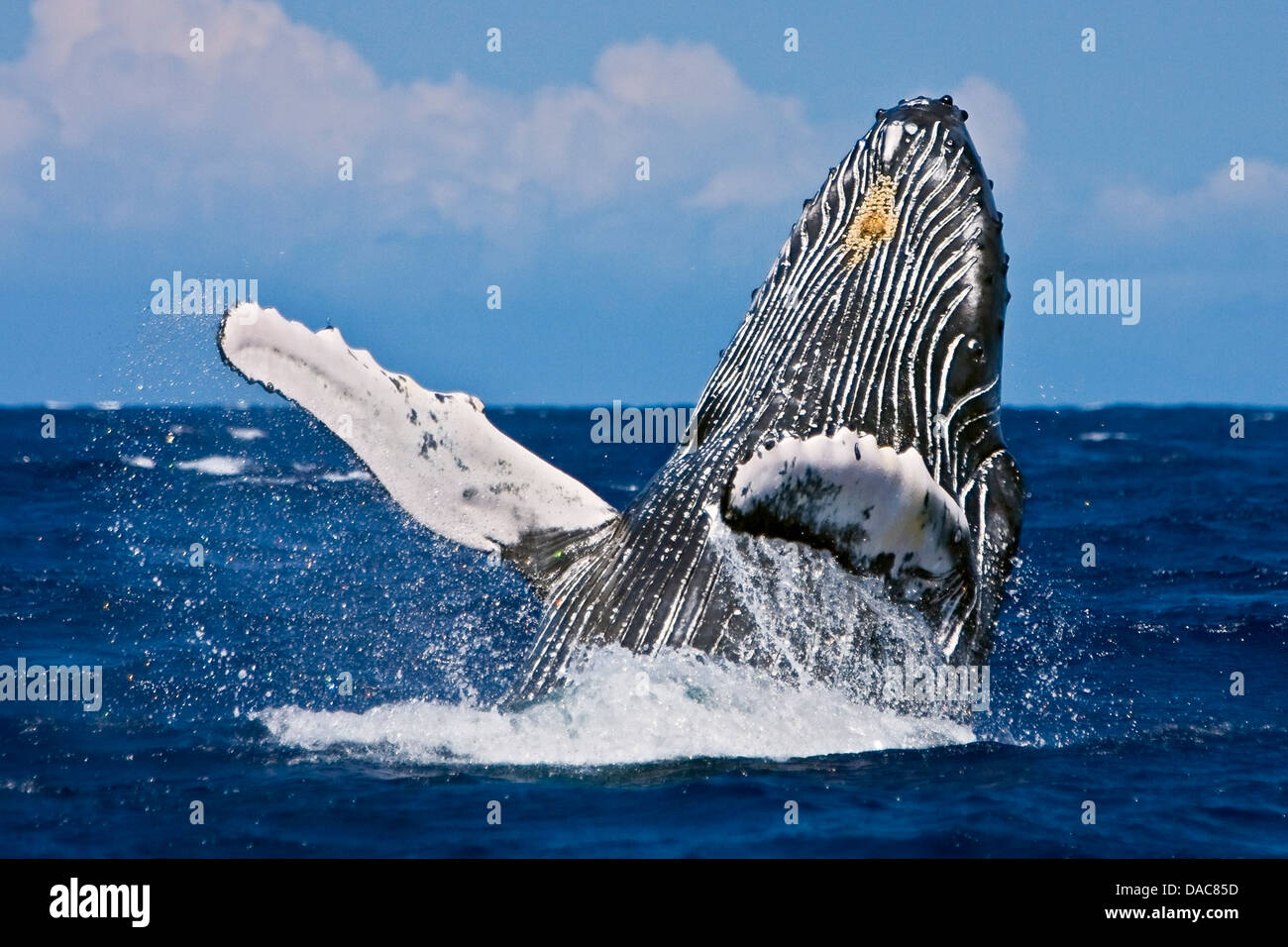Rorqual à bosse, Megaptera novaeangliae, violer, Hawaii, USA, l'Océan Pacifique Banque D'Images