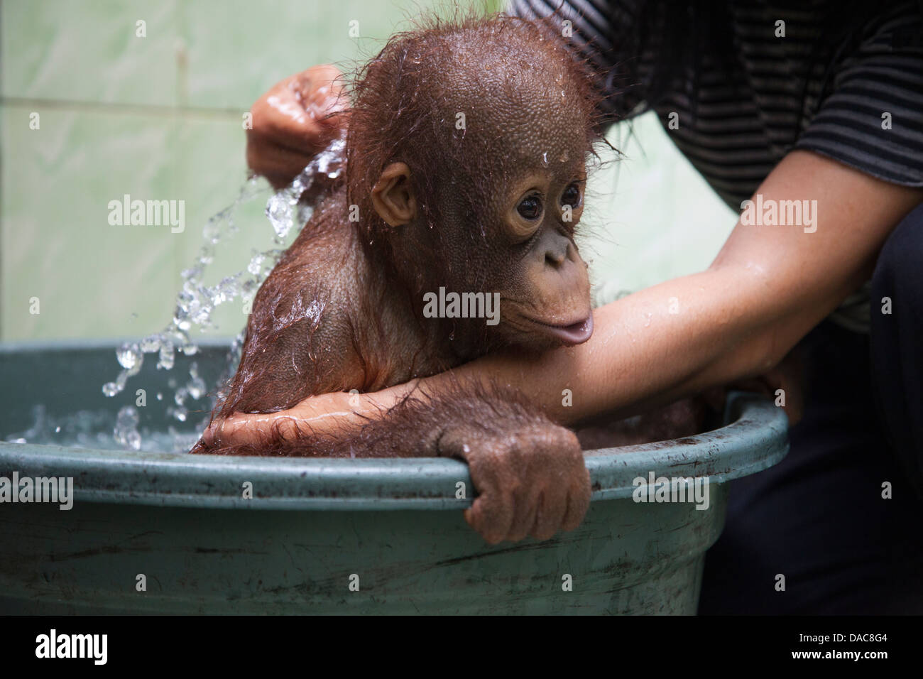 Bébé orangé-outan (Pongo pygmaeus) baigné par un gardien dans une baignoire au Centre de soins d'Orangutan et de quarantaine dirigé par Birute Galdikas sur Bornéo Banque D'Images