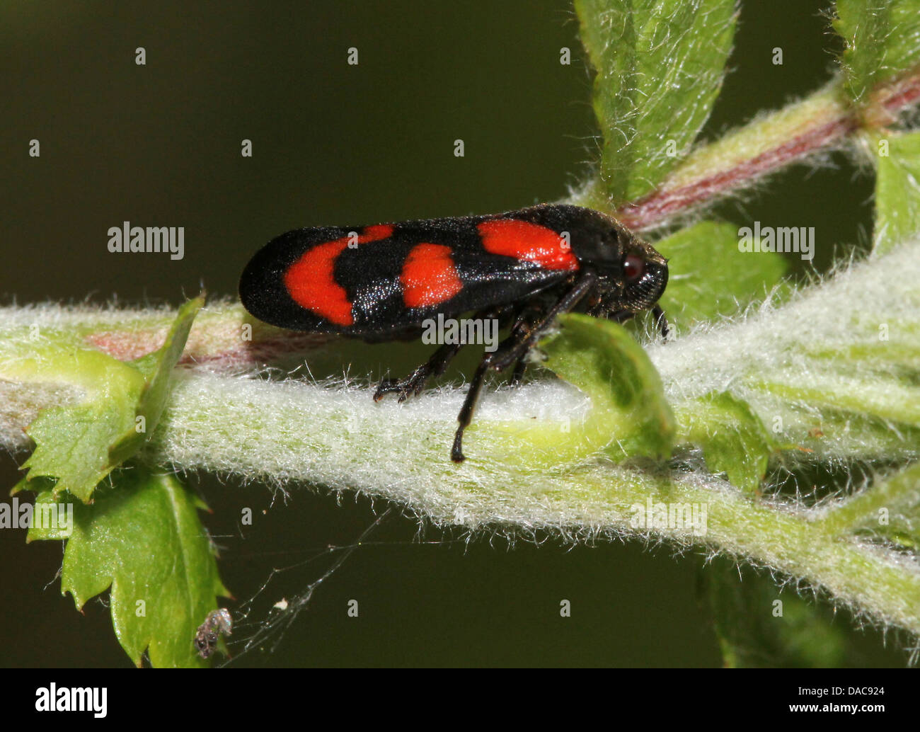 Close-up de la petite black-et-rouge ou froghopper spittlebug (Cercopis vulnerata), l'ouverture des ailes Banque D'Images