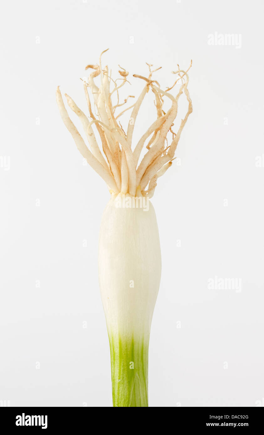 Un oignon de printemps sur un fond blanc Banque D'Images