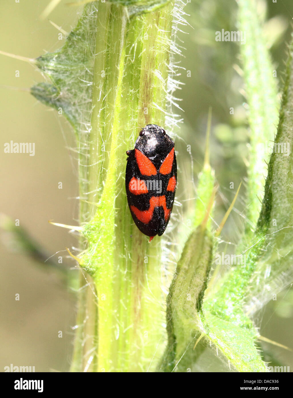 Close-up de la petite black-et-rouge ou froghopper spittlebug (Cercopis vulnerata), l'ouverture des ailes Banque D'Images