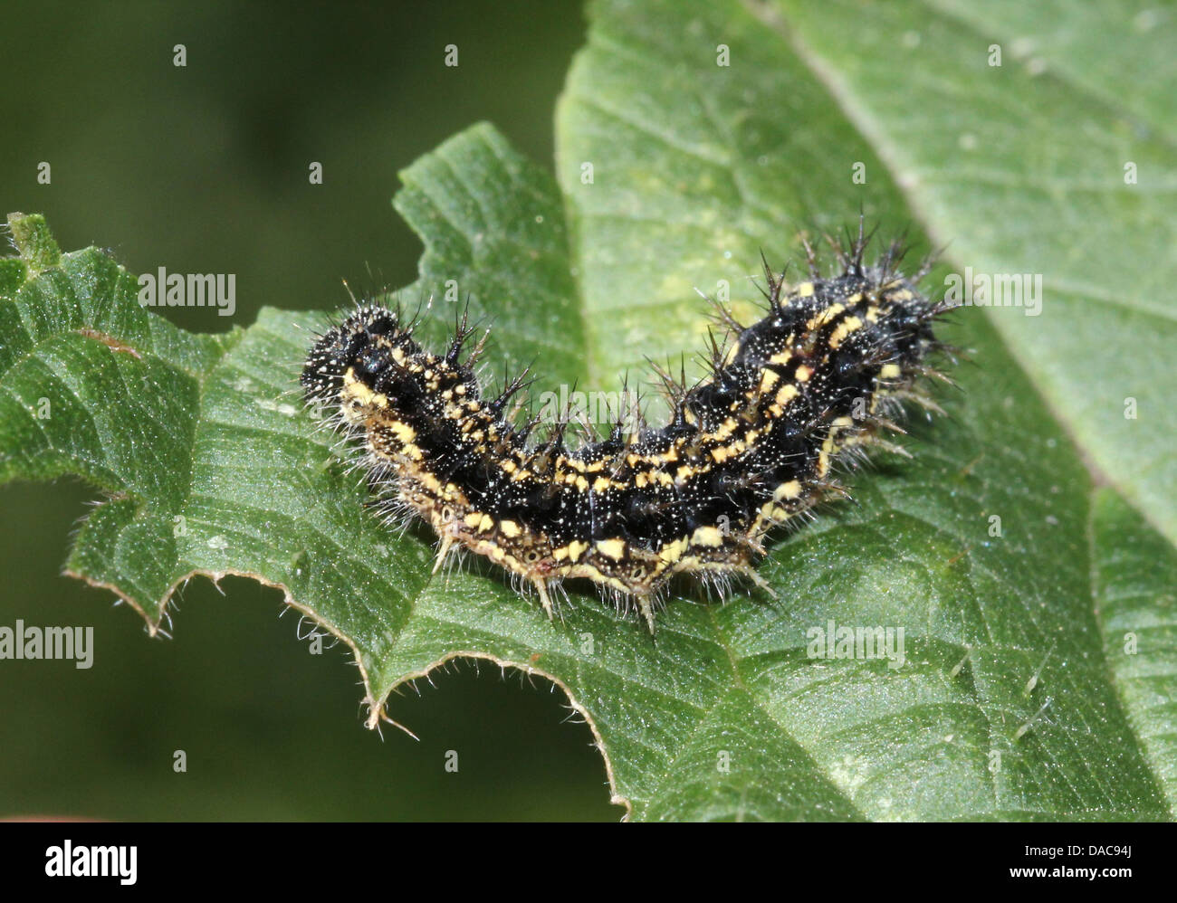 Macro close-up détaillé de la chenille de l'Écaille petites (Aglais urticae) papillon (11 images de Caterpillar en tout) Banque D'Images