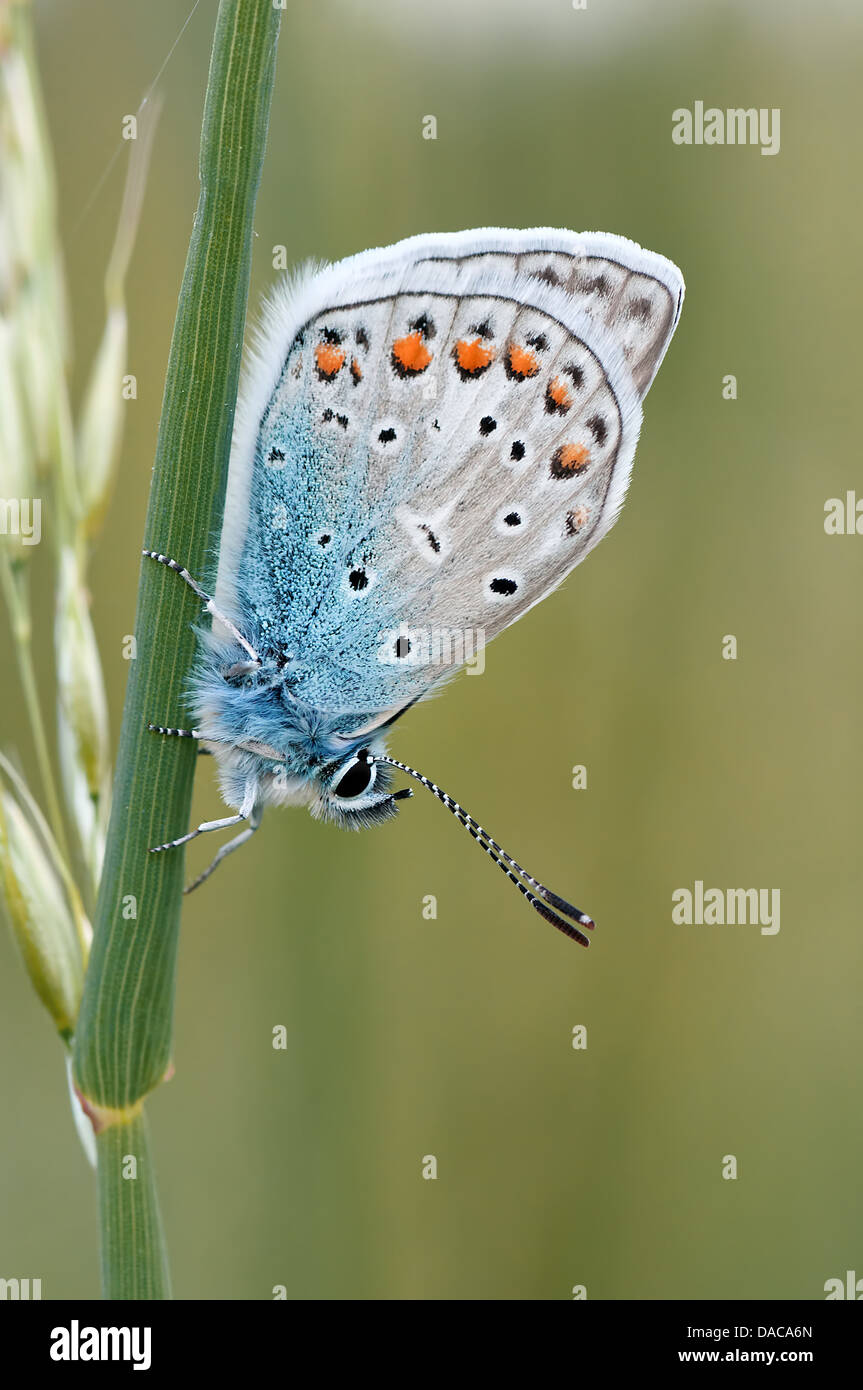 La nature de l'insecte papillon macro Banque D'Images