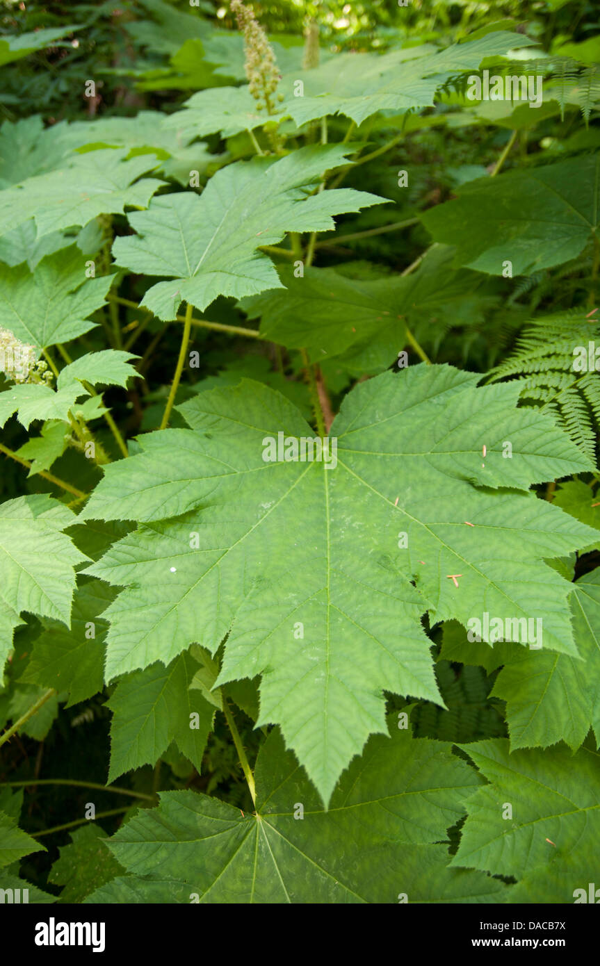 Plante feuillue dans la forêt, des cascades Banque D'Images
