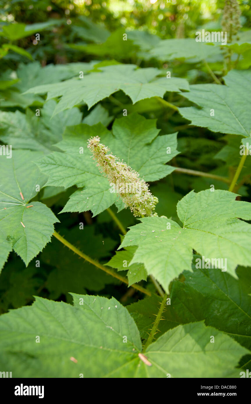 Plante feuillue dans la forêt, des cascades Banque D'Images