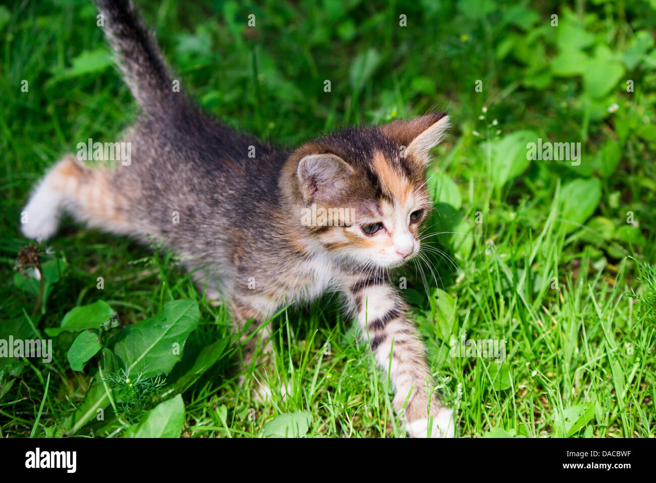 Peu drôle chaton Banque D'Images