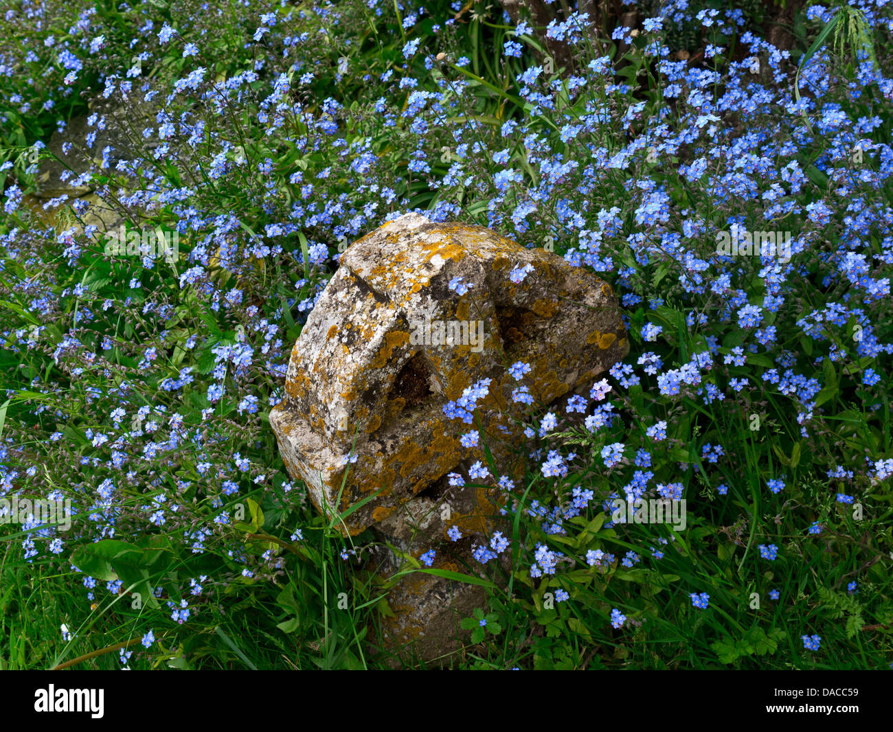 Old weathered pierre tombale dans le cimetière de l'église entouré de poignant forget-me-fleurs pas Banque D'Images