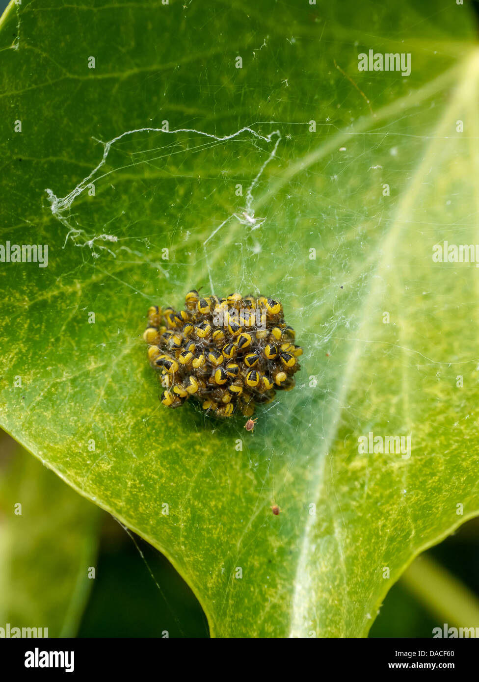 Un nid d'araignée des jardins sur une feuille petits Photo Stock - Alamy