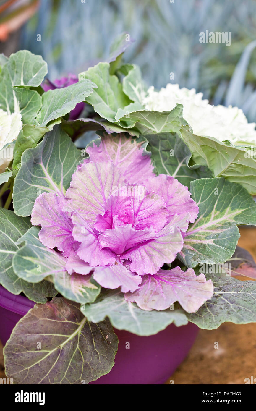 Chefs d'ornement violet et blanc dans un pot violet kale. Banque D'Images