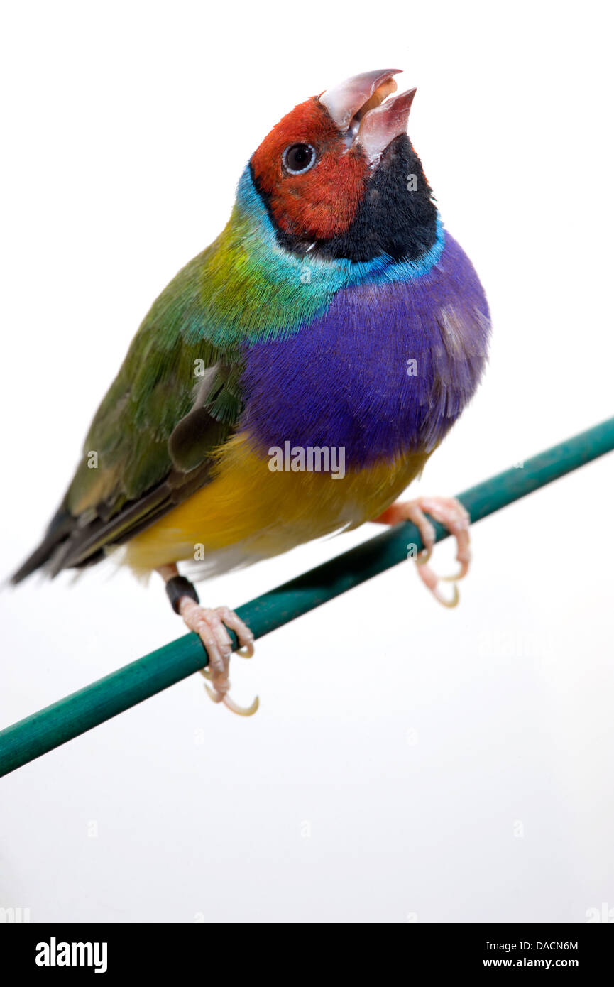 Arc-en-ciel face rouge ou Gouldian finch (Erythrura gouldiae Finch) assis sur un perchoir vert jusqu'à bec, ouvert. Banque D'Images