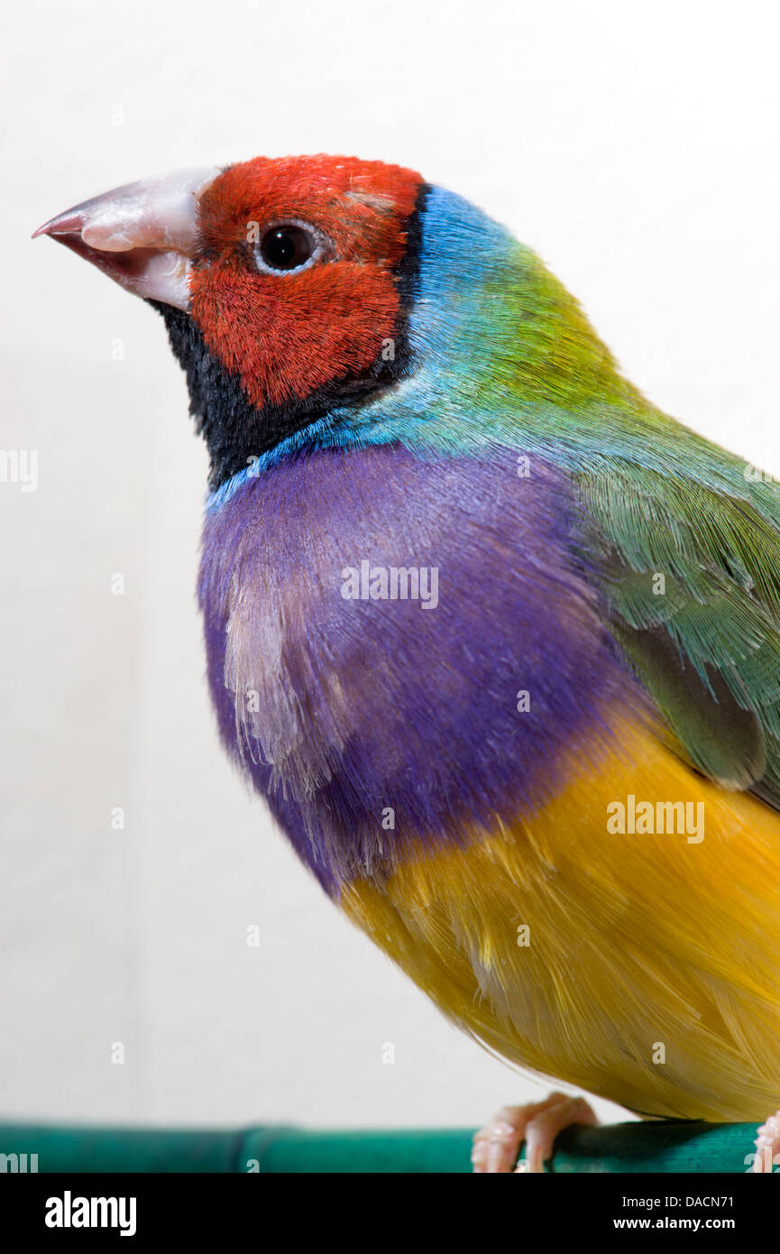 Arc-en-ciel face rouge ou Gouldian finch (Erythrura gouldiae Finch) à gauche. Banque D'Images