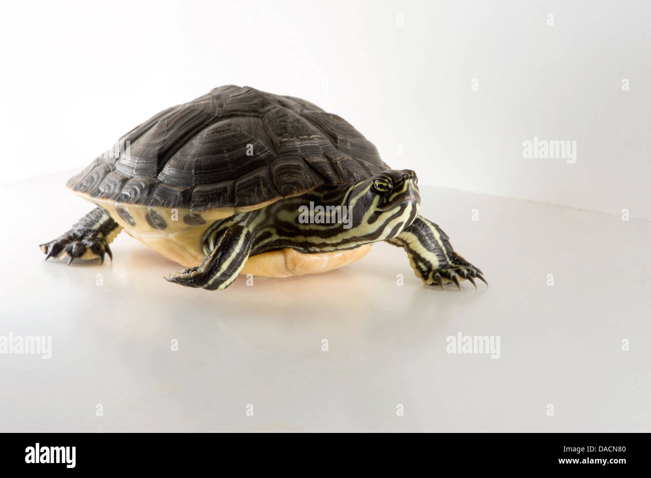 Corps plein de capture d'une plaine côtière cooter (Pseudemys concinna floridana) tortue sur un fond blanc. Banque D'Images