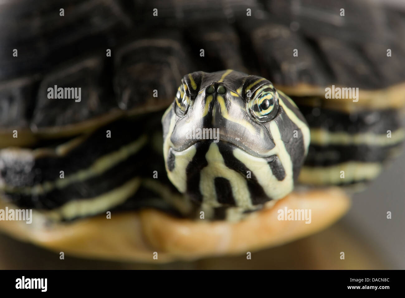Gros plan du visage d'une plaine côtière cooter (Pseudemys concinna floridana) Banque D'Images