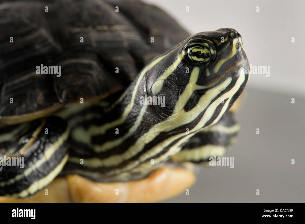 Gros plan d'une plaine côtière cooter (Pseudemys concinna floridana) Banque D'Images