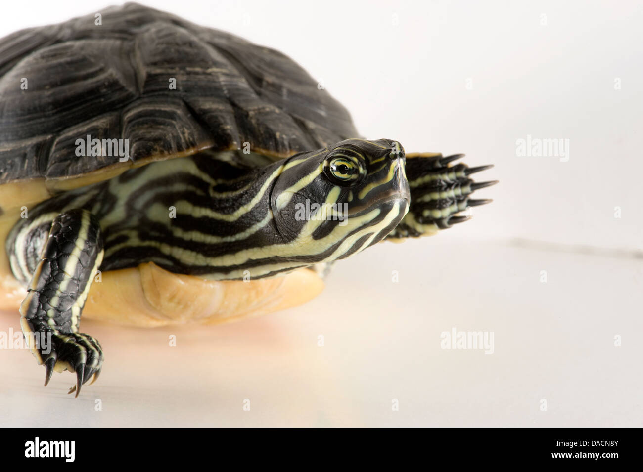 Plaine Côtière cooter marchant sur un fond blanc. (Pseudemys concinna floridana) Banque D'Images