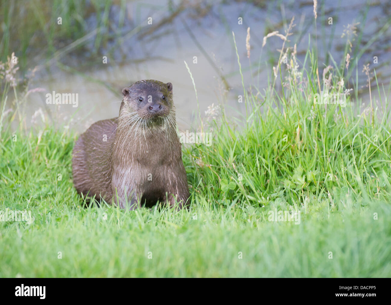 Loutre d'Europe (Lutra lutra) Banque D'Images