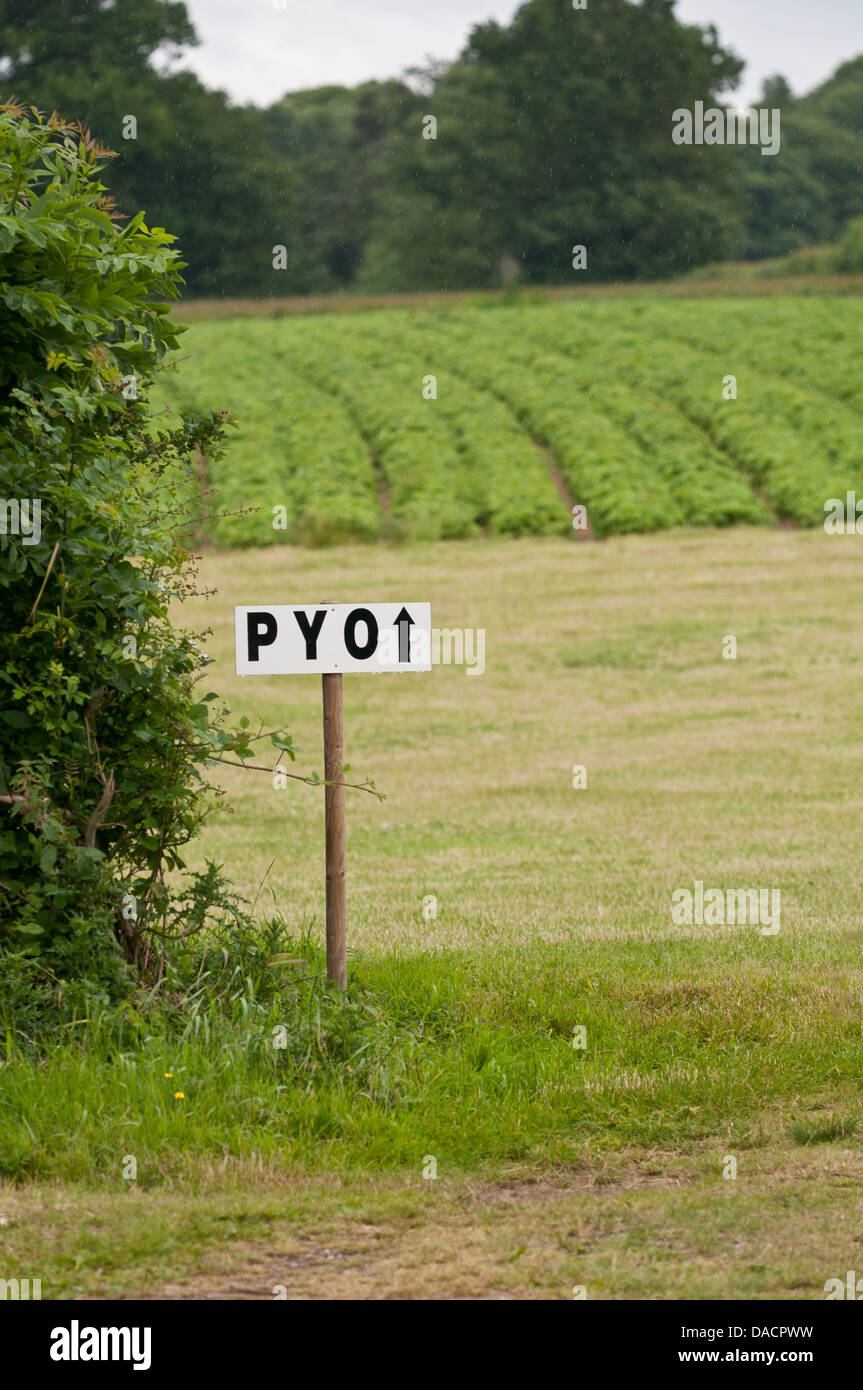 Choisissez votre propre (Pyo) Banque D'Images