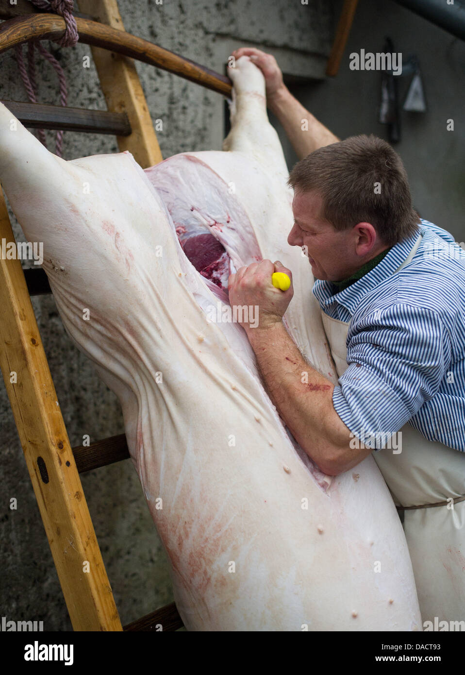 Mort d'un porc domestique se bloque sur un châssis quand un boucher coupe ouvrir dans une ferme de Sieversdorf, Allemagne, 02 décembre 2011. Dans les zones rurales, l'abattage accueil est toujours pris pour acquis, même aujourd'hui. Les porcs, les lapins et les poulets sont abattus pour la consommation privée. Un abattage à domicile n'est autorisé que si la rencontre n'est que d'être utilisé dans son propre ménage. Fournir de la viande ou des produits Banque D'Images