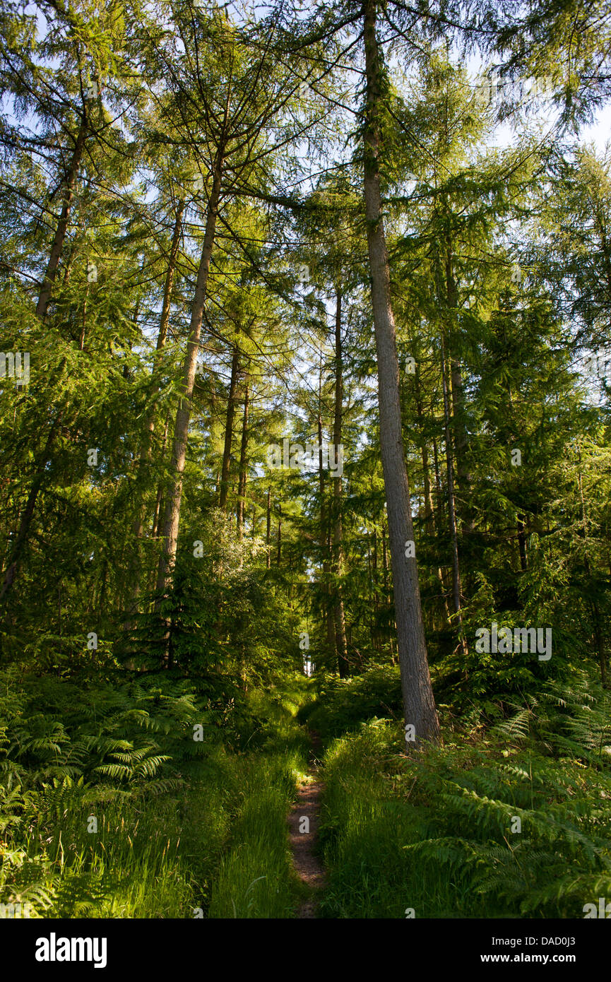 Mortimer Forêt, Près de la ville de Ludlow, Shropshire, Angleterre Banque D'Images