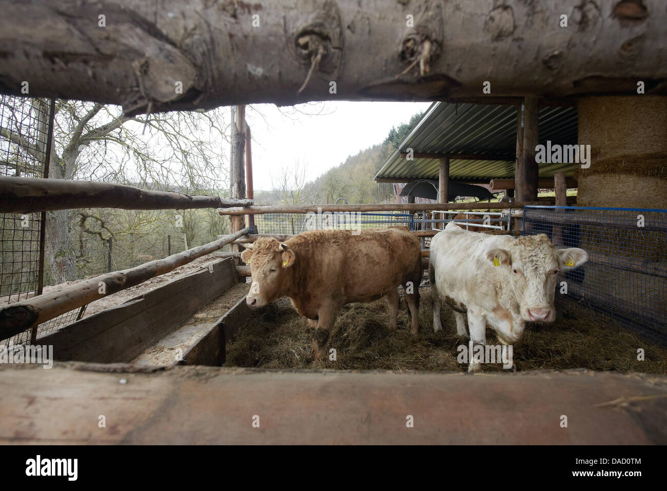 Deux vaches sont dans l'enceinte, à partir de laquelle bull reproduction Felix s'est échappé le 23 décembre 2011 dans Hohenoellen, Allemagne, 29 décembre 2011. La recherche de la bulle de la race Limousin est encore sans succès, bien que 20 membres du service d'incendie sont searchiin pour lui. Photo : Thomas Frey Banque D'Images