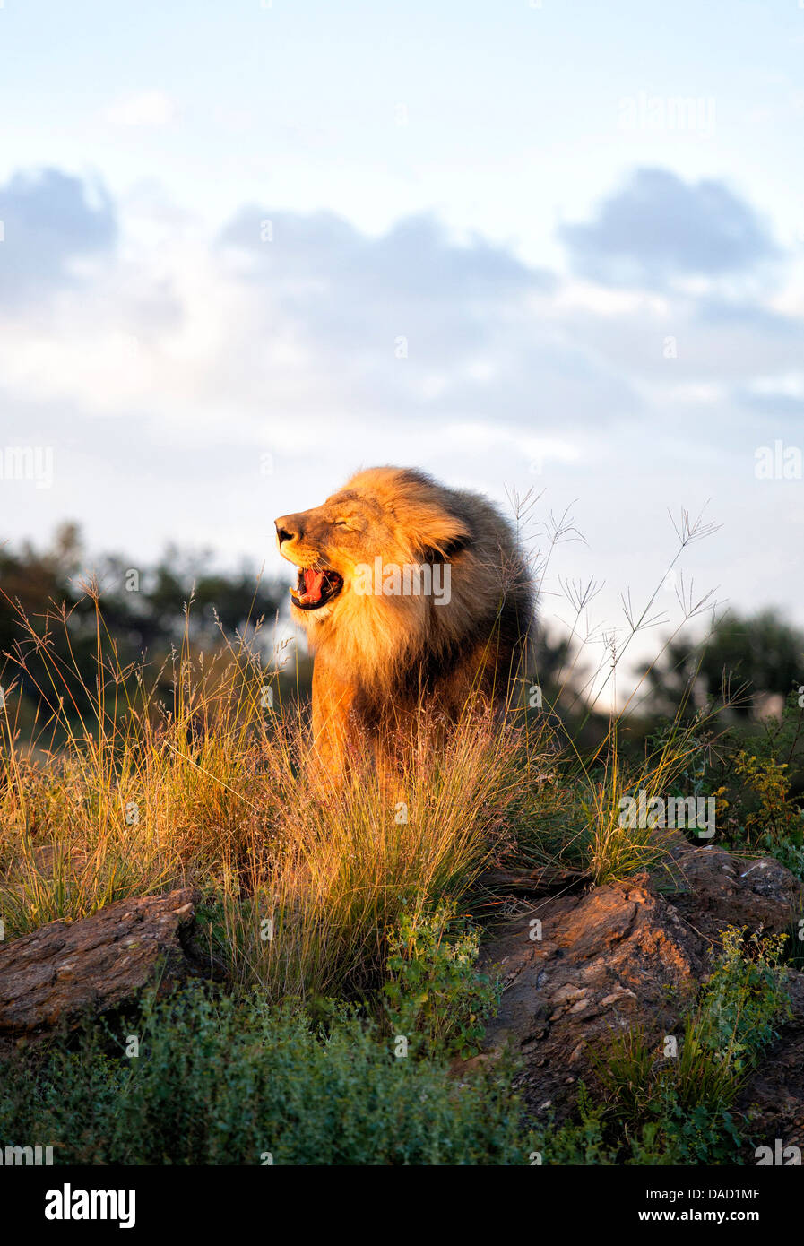 Lion mâle baigné de lumière du soir et roaring, Amani Lodge, près de Windhoek, Namibie, Afrique Banque D'Images