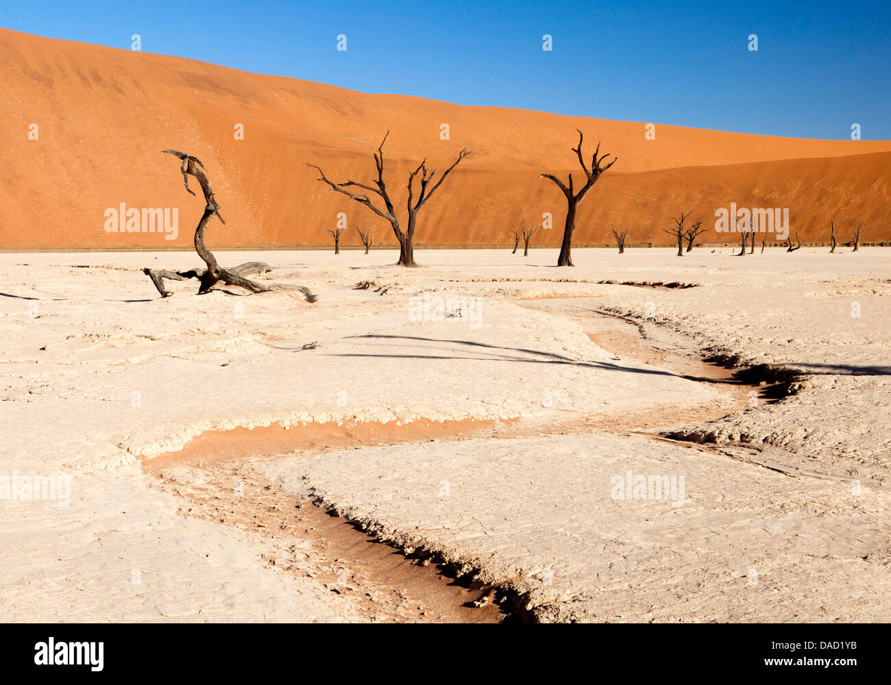 Pan de boue séchée avec de vieux arbres camelthorn, Dead Vlei, Désert du Namib, le Namib Naukluft Park, Namibie Banque D'Images