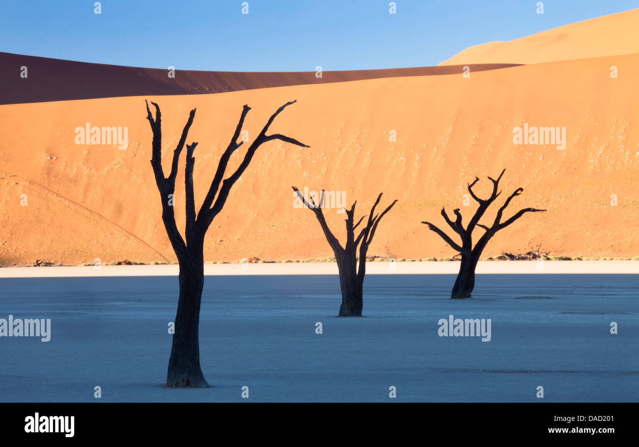 Camelthorn arbres morts à Dead Vlei, Désert du Namib, le Namib Naukluft Park, Namibie Banque D'Images