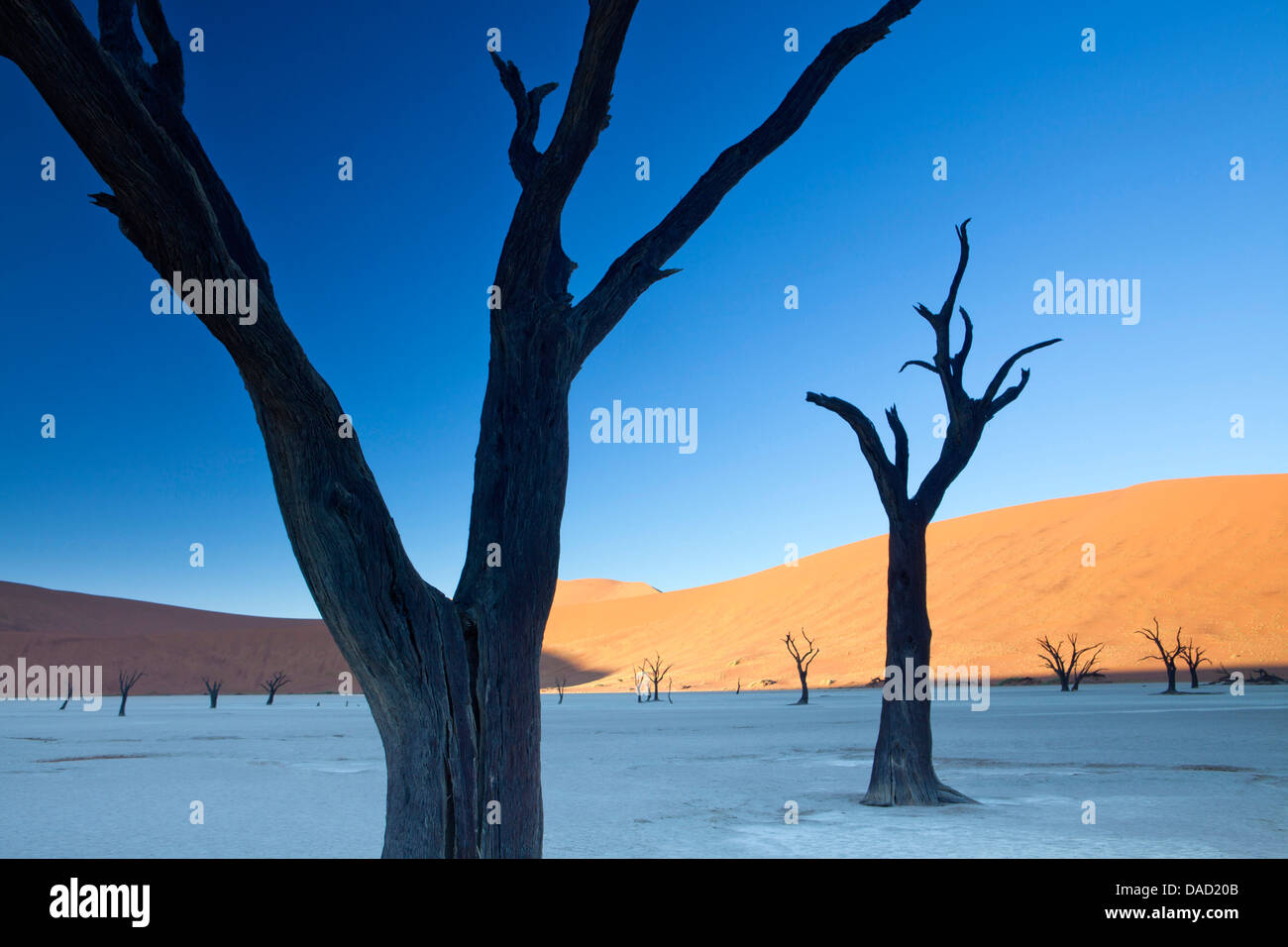 Camelthorn arbres morts, Dead Vlei, Désert du Namib, le Namib Naukluft Park, Namibie Banque D'Images