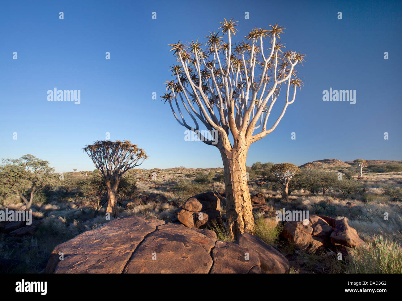 Arbres carquois (Aloe Dichotoma), dénommé Kokerboom, dans la Ferme Gariganus Quivertree Forest sur près de Keetmanshopp, Namibie Banque D'Images