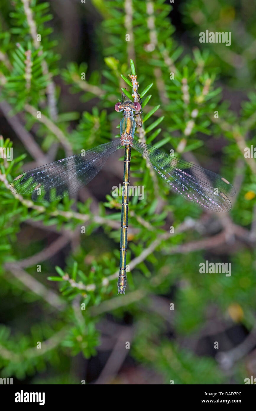 Mererald willow (demoiselle Lestes viridis, Chalcolestes viridis), femme assise sur une brindille, Allemagne Banque D'Images