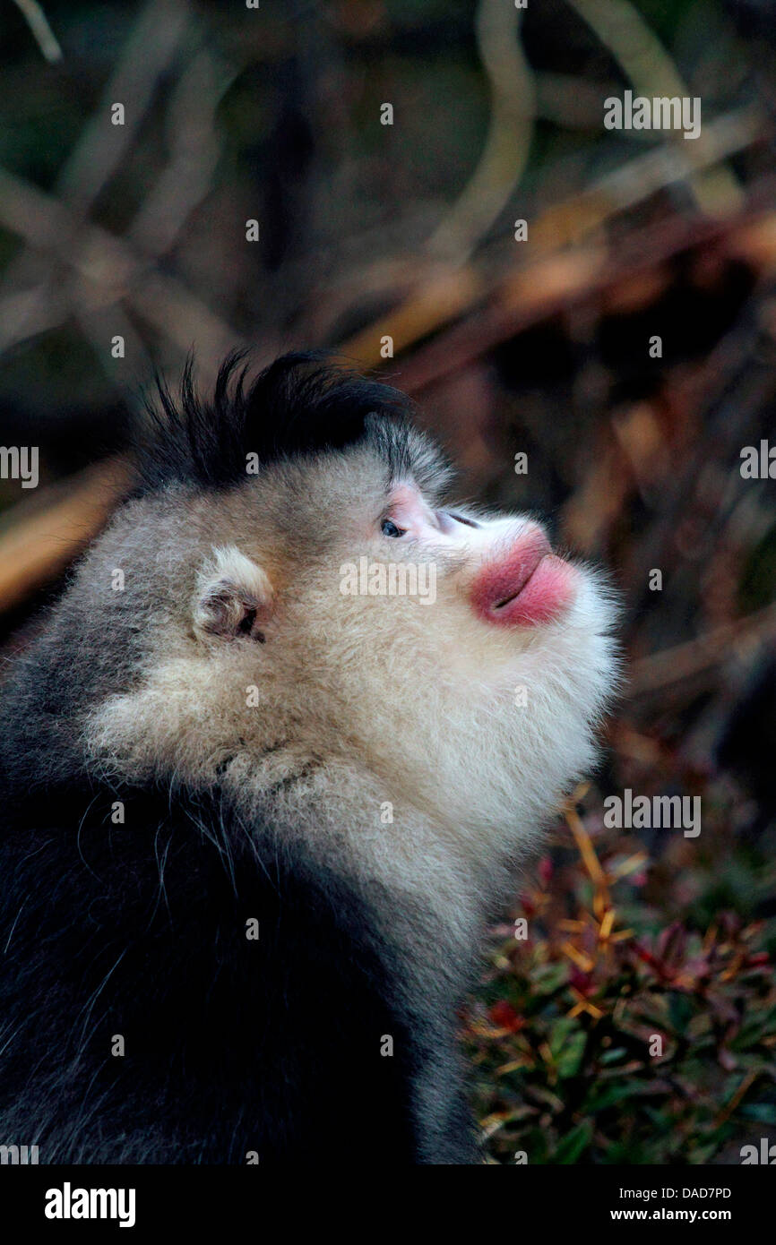 Singe noir snub-nosed, Yunnan snub-nosed monkey (Rhinopithecus bieti), à la recherche, la Chine, le Yunnan, Baima Snow Mountain Nature Reserve Banque D'Images