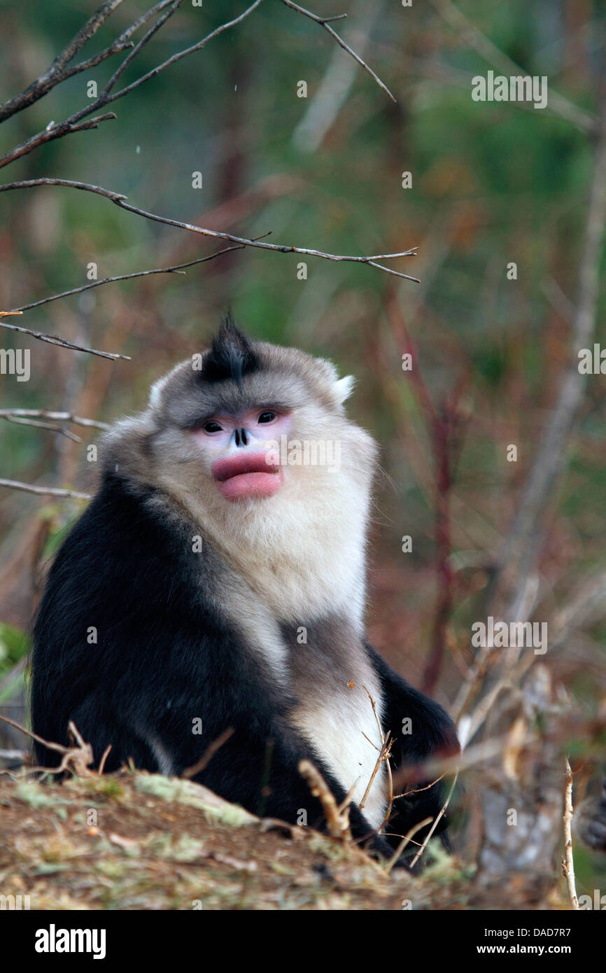 Singe noir snub-nosed, Yunnan snub-nosed monkey (Rhinopithecus bieti), assis sur le sol, la Chine, le Yunnan, Baima Snow Mountain Nature Reserve Banque D'Images