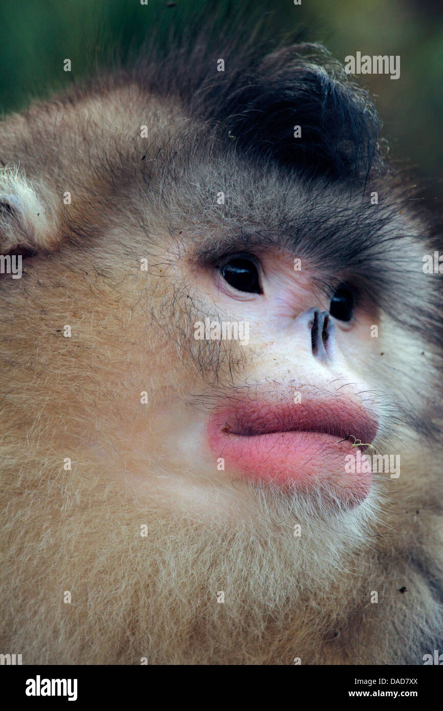 Singe noir snub-nosed, Yunnan snub-nosed monkey (Rhinopithecus bieti), portrait, Chine, Yunnan, Baima Snow Mountain Nature Reserve Banque D'Images