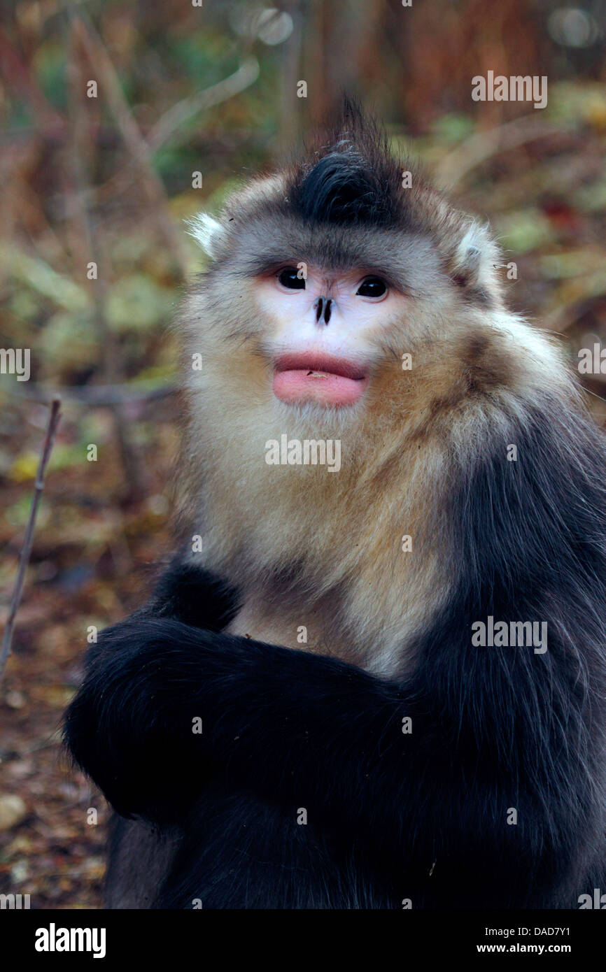 Singe noir snub-nosed, Yunnan snub-nosed monkey (Rhinopithecus bieti), portrait, Chine, Yunnan, Baima Snow Mountain Nature Reserve Banque D'Images