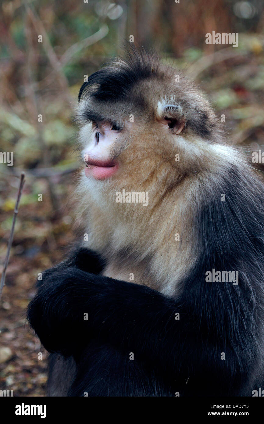Singe noir snub-nosed, Yunnan snub-nosed monkey (Rhinopithecus bieti), portrait, Chine, Yunnan, Baima Snow Mountain Nature Reserve Banque D'Images