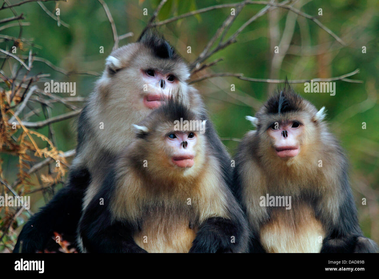Singe noir snub-nosed, Yunnan snub-nosed monkey (Rhinopithecus bieti), groupe, Chine, Yunnan, Baima Réserve naturelle des Montagnes de neige Banque D'Images