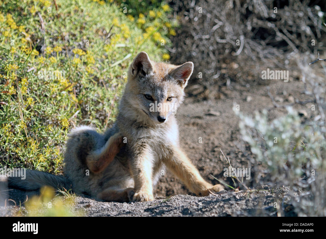 Zorro gris argentin, le renard gris, le renard gris d'Amérique du Sud (Dusicyon griseus griseus, Pseudalopex griseus Lycalopex,), à l'éraflure, le Chili, l'Ultima Esperanza, Parc National Torres del Paine Banque D'Images