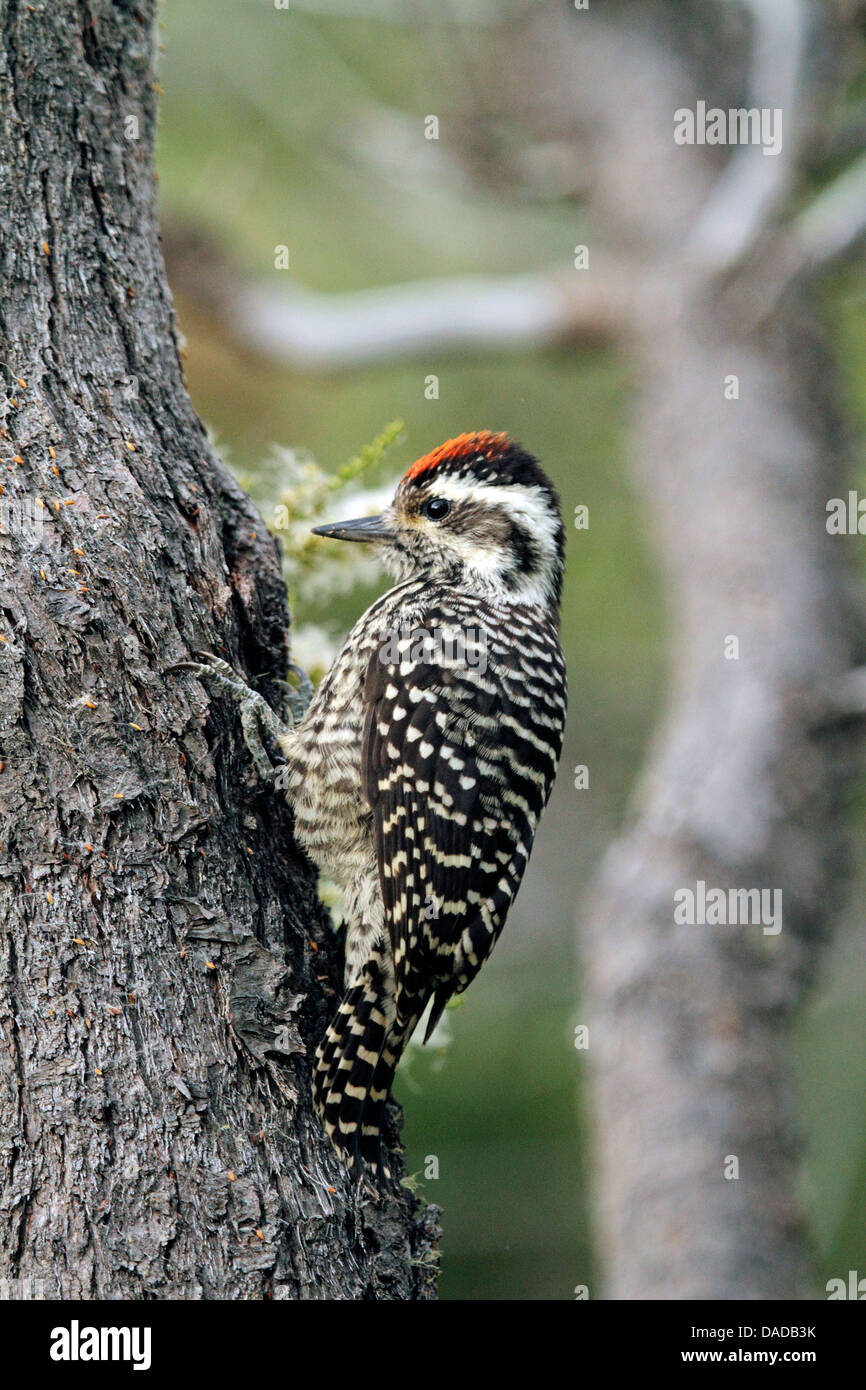 Pic chevelu (Picoides lignarius rayée), assis à un tronc d'arbre, du Chili, de l'Ultima Esperanza, Parc National Torres del Paine Banque D'Images