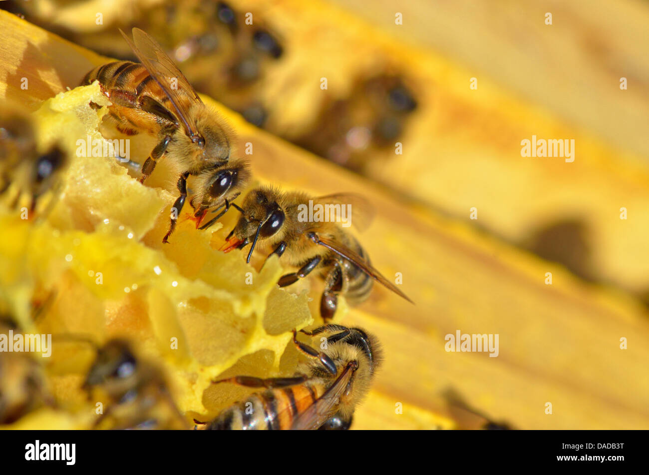 Détails des abeilles sur honeycells de travail Banque D'Images