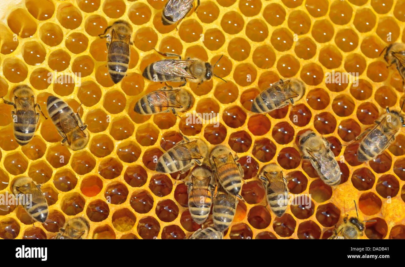 Détails des abeilles sur honeycells de travail Banque D'Images