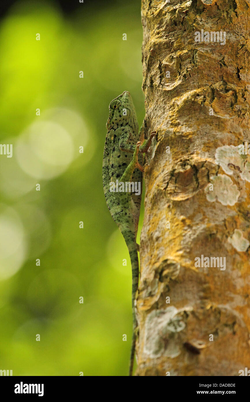 Caméléon (Chamaeleo gracilis gracieux), l'escalade sur le tronc de l'arbre, la République centrafricaine, Sangha-Mbaere Dzanga Sangha, Banque D'Images