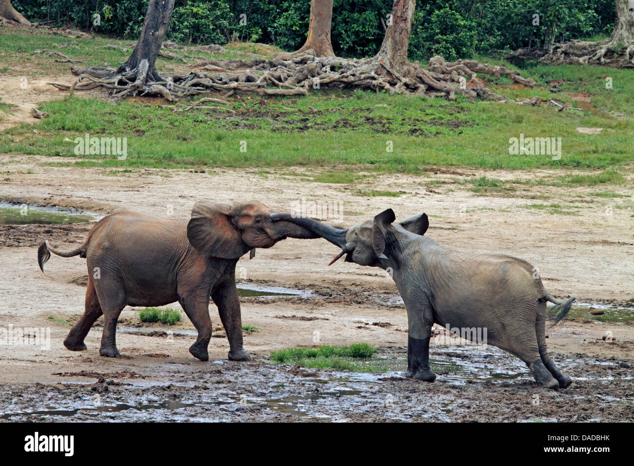 Éléphant de forêt, l'éléphant africain (Loxodonta cyclotis, Loxodonta Africana cyclotis), deux éléphants sont accueillis les uns les autres, la République centrafricaine, Sangha-Mbaere Dzanga Sangha, Banque D'Images