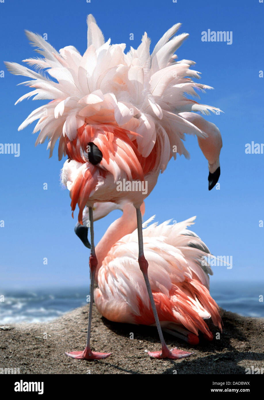 Flamant rose (Phoenicopterus roseus, Phoenicopterus ruber roseus), couple dans la niche sur une colline à la mer Méditerranée, en France, en Camargue Banque D'Images