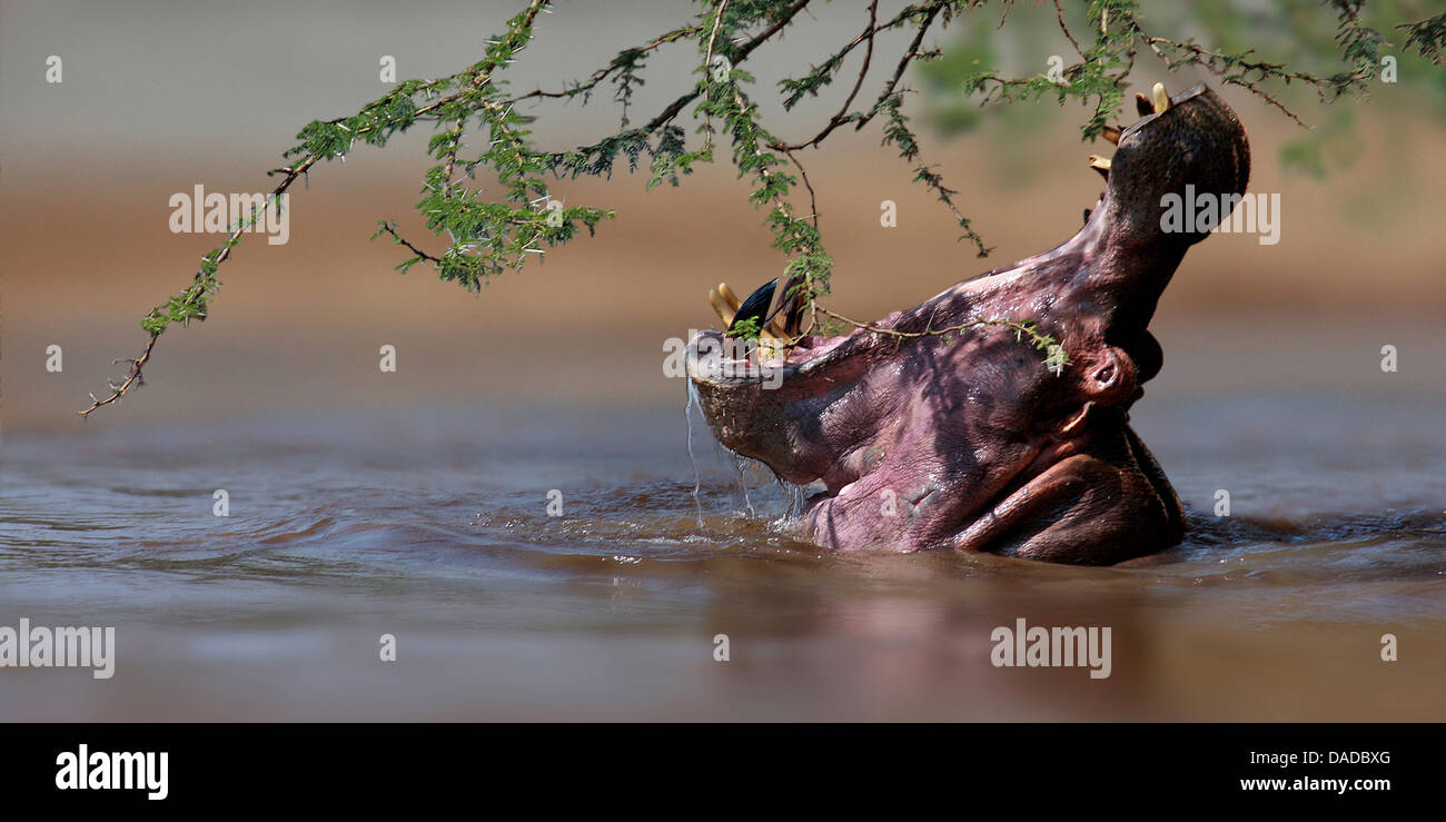 Hippopotame, hippopotame, hippopotame commun (Hippopotamus amphibius), dans l'eau avec la bouche ouverte, au Kenya Banque D'Images