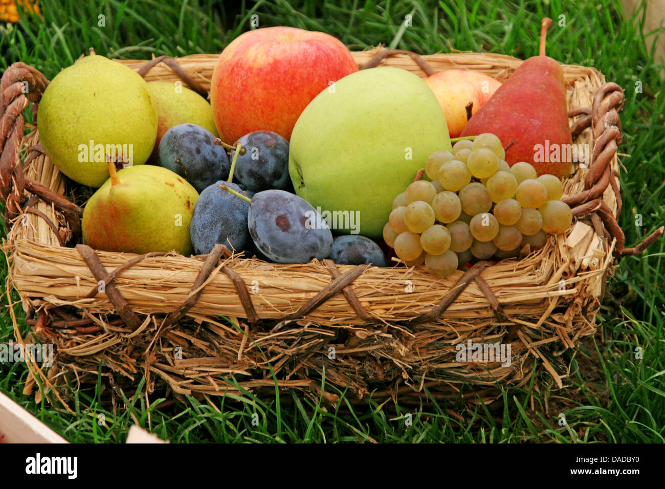 Le panier de fruits aux pommes poires, prunes et raisins Banque D'Images