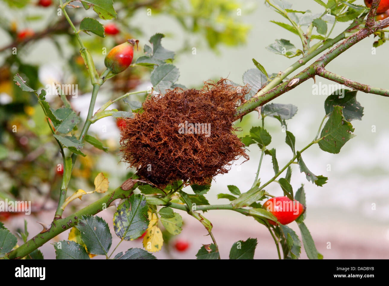 Rose moussue gall wasp, bedeguar gall wasp (Diplolepis rosae), lors d'une rose sauvage, Allemagne Banque D'Images