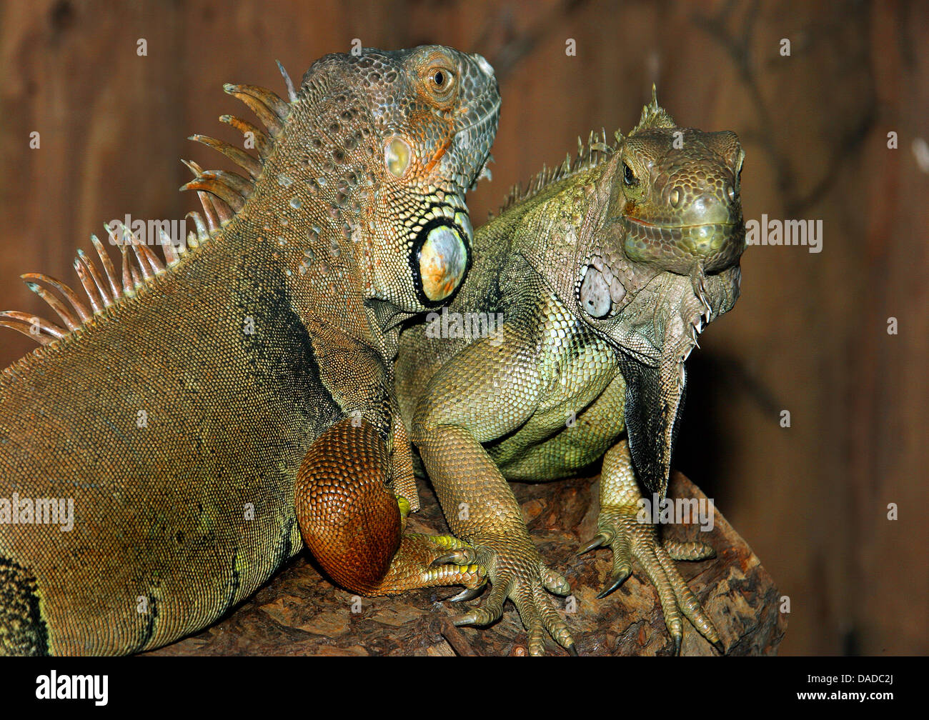 Iguane vert, Iguana iguana iguana (commune), l'iguane vert sur une branche Banque D'Images