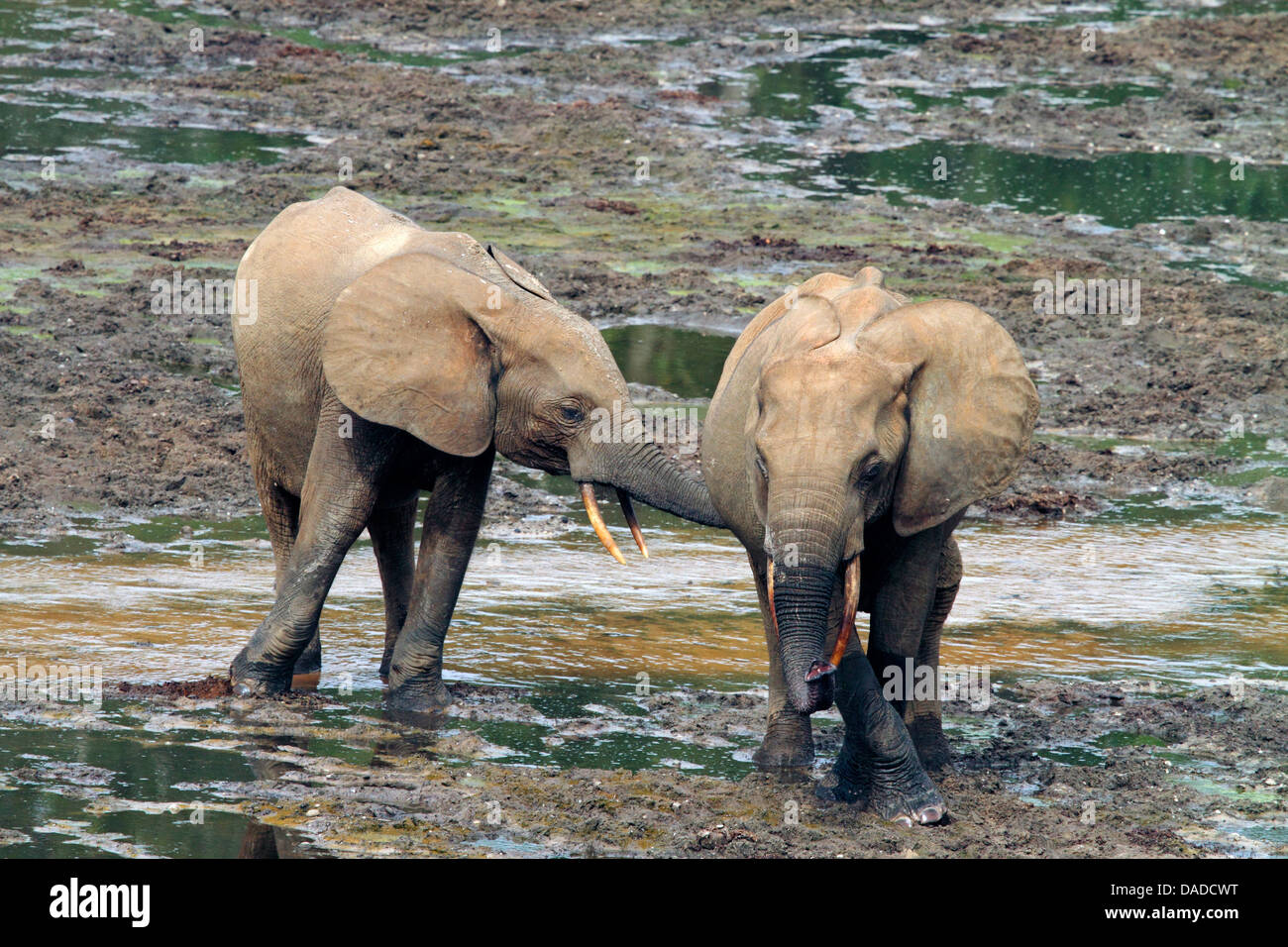 Éléphant de forêt, l'éléphant africain (Loxodonta cyclotis, Loxodonta Africana cyclotis), deux éléphants dans une clairière dans la forêt boueuse, la République centrafricaine, Sangha-Mbaere Dzanga Sangha, Banque D'Images