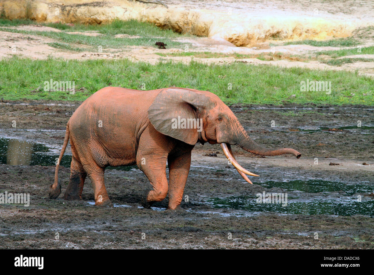 Éléphant de forêt, l'éléphant africain (Loxodonta cyclotis, Loxodonta Africana cyclotis), Bull avec la boue rouge sur sa peau, la République centrafricaine, Sangha-Mbaere Dzanga Sangha, Banque D'Images