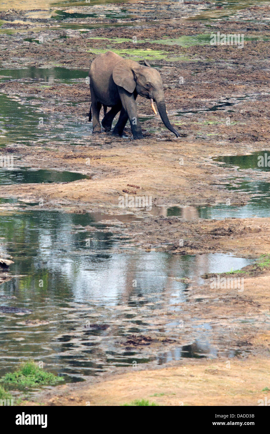 Éléphant de forêt, l'éléphant africain (Loxodonta cyclotis, Loxodonta Africana cyclotis), juvénile sur une compensation boueux, la République centrafricaine, Sangha-Mbaere Dzanga Sangha, Banque D'Images